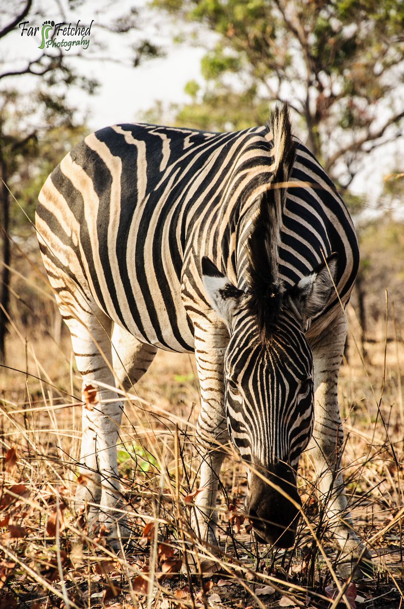 Kuti wildlife reserves, Salina, malawi 
#reserve #wildlife #Malawi #farfetchedphotography #Nikon #nikonD90 #photography