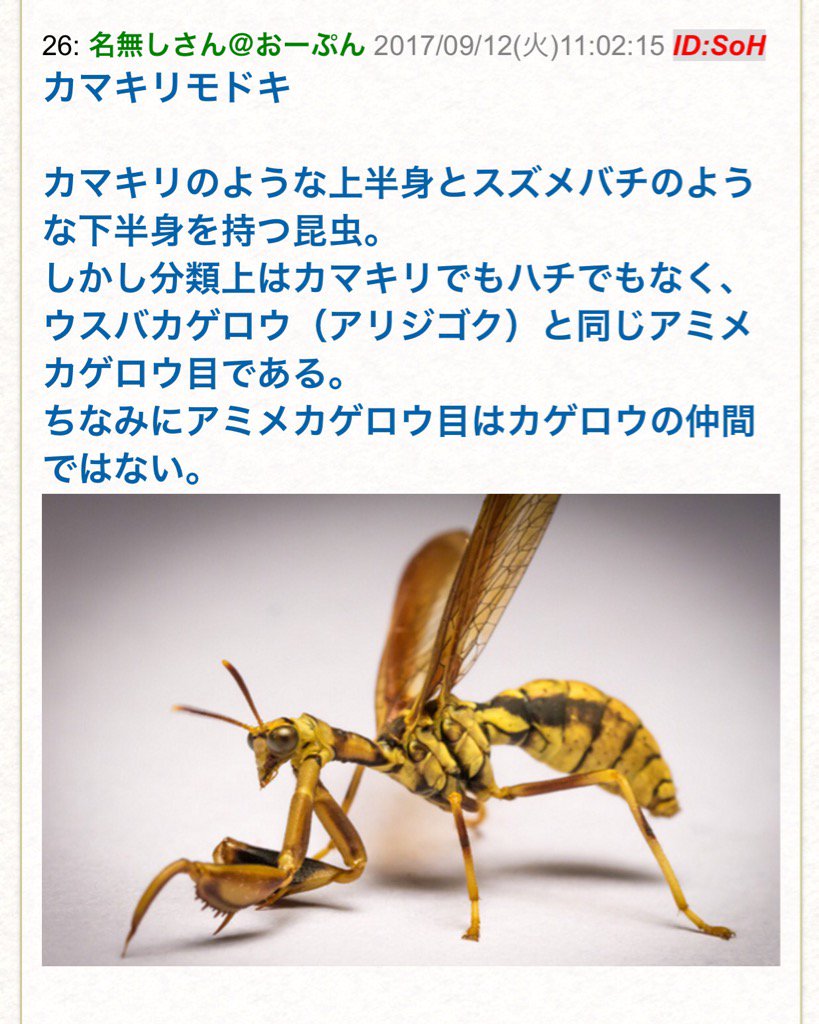 上半身はカマキリ 下半身はスズメバチみたいな昆虫 カマキリモドキの 禁忌の生命体 感にロマンしか感じない Togetter