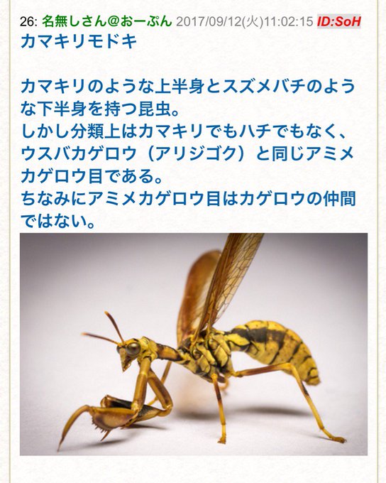 上半身はカマキリ 下半身はスズメバチみたいな昆虫 カマキリモドキの