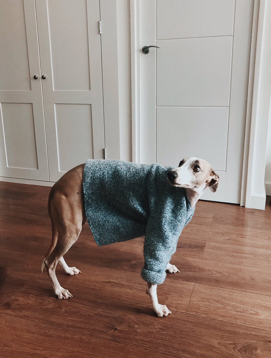 This used to by my jumper but <a href="/lostfoundkeep/">Alexia Booker</a> decided to shrink it for the house elf and set him free ✨