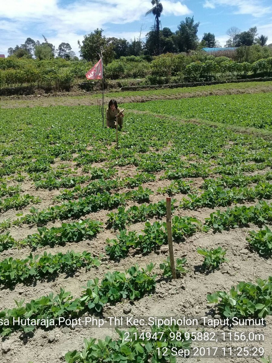FKTHLPOPTSUMUT's tweet photo. PetakTetapKacang Tanah Sihobuk di Kab. Taput, SpotStop Semboyan POPT @jokowi @Amran_Sulaiman1 @Ditjen_TP_News @onos_urono #aksithlpopt https://t.co/UJ5854uIRn