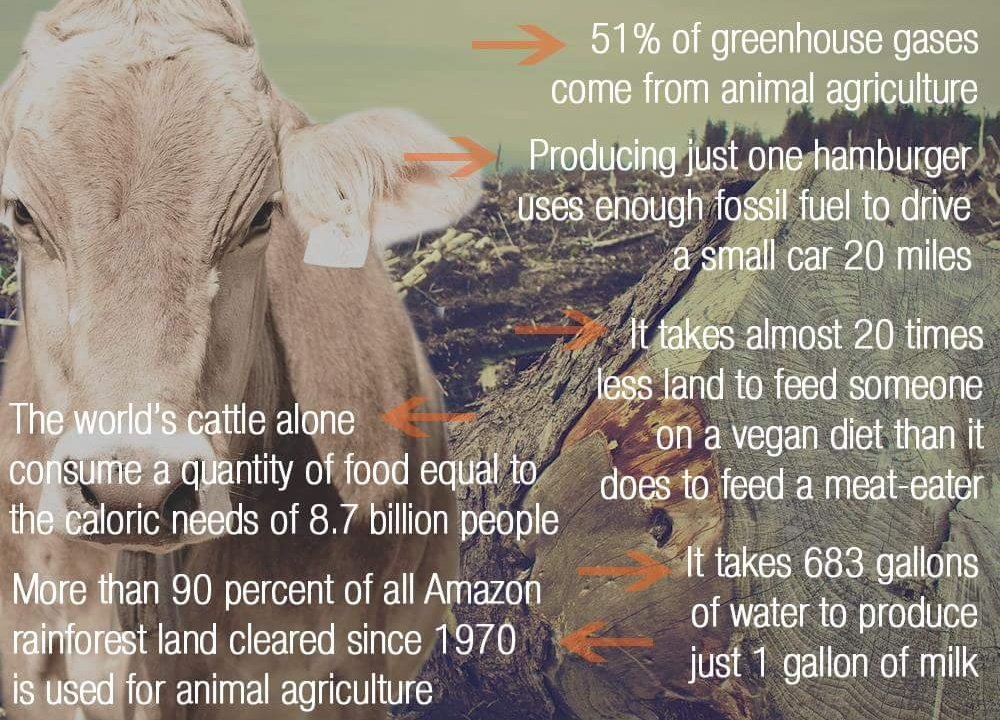 On #BackBritishFarming day take a moment to consider the following facts. Arable is the way forward! #ChooseVegan