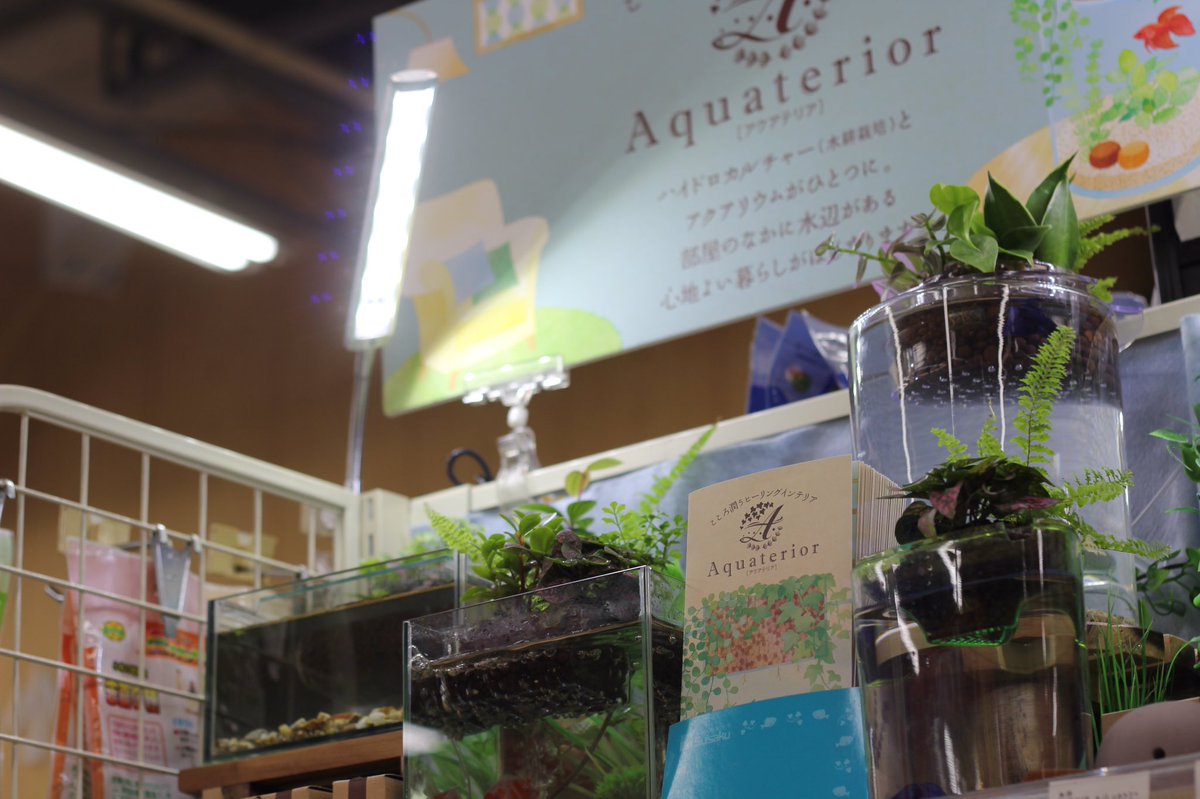 ペッツ マム鎌田店 در توییتر アクアテリアという新しい水槽のご紹介です 下で魚を買い上に観葉植物を植え濾過する人にも魚にも優しい水槽です アクアリウム 水作 ペッツ マム鎌田店 در توییتر アクアテリアという新しい水槽のご紹介です 下で魚を買い上に観葉植物を植え濾過する人にも魚にも優しい水槽です アクアリウム 水作