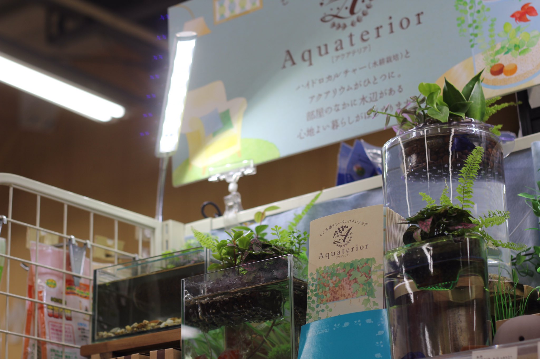 توییتر ペッツ マム鎌田店 در توییتر アクアテリアという新しい水槽のご紹介です 下で魚を買い上に観葉植物を植え濾過 する人にも魚にも優しい水槽です アクアリウム 水作 T Co Inktrivwoh