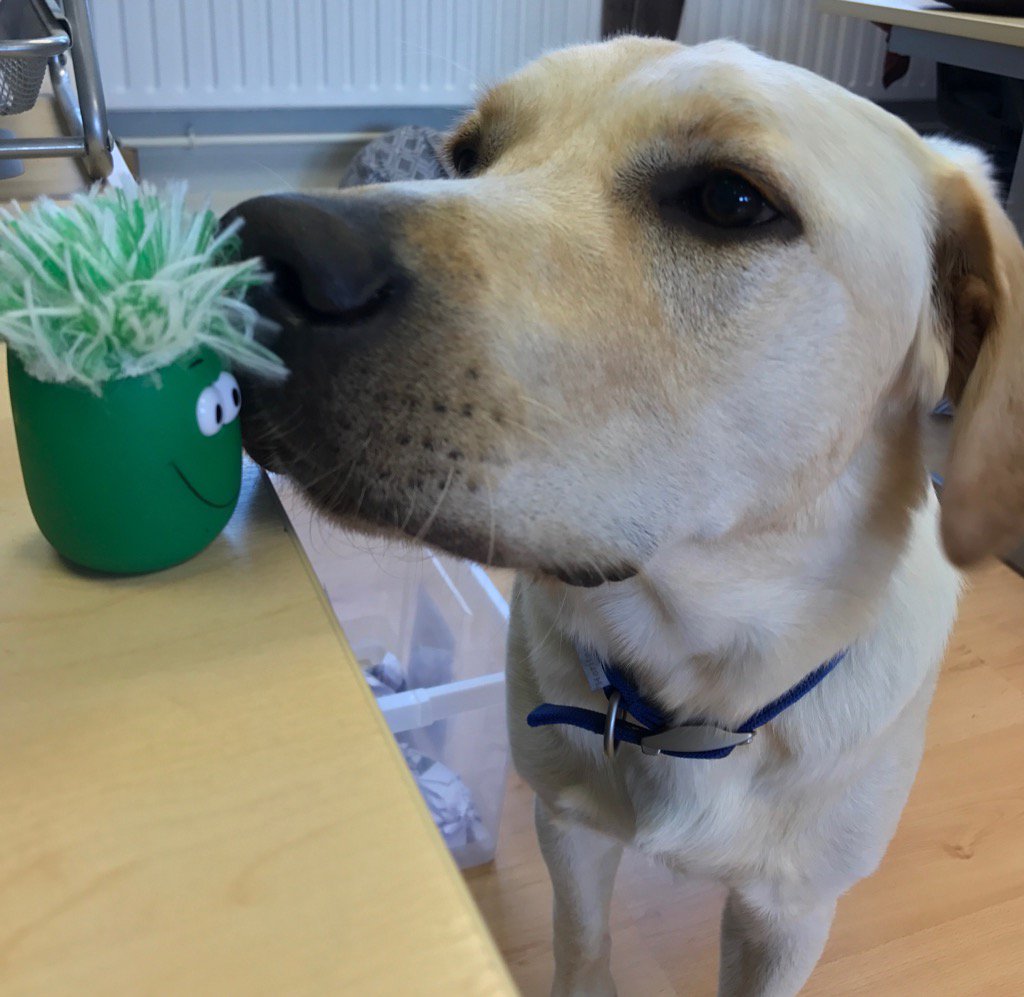 ThePrepGroup's tweet image. Percy has a new friend. #DogInTheOffice 🐕