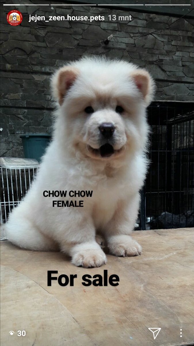 Jejen Zeen House Pet Jejen Zeen Twitter