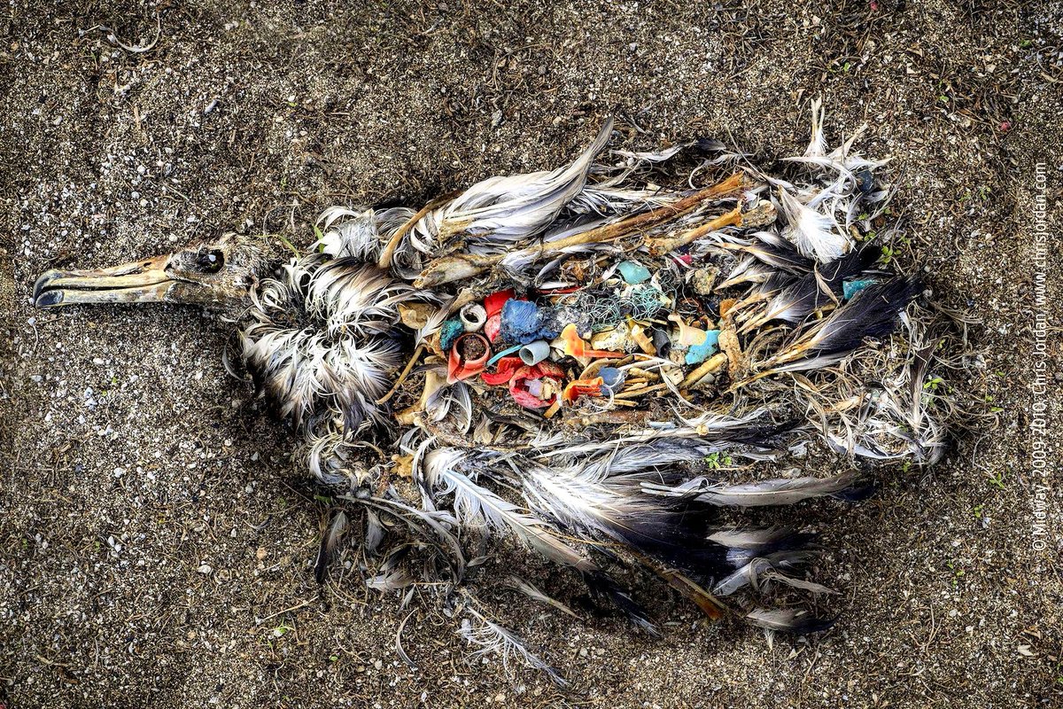 LauryThilleman's tweet photo. Les plastiques sont dans nos assiettes. Agissons ! Réclamons de l'UE une stratégie forte à ce sujet. Signez et RT  https://t.co/mk9KLemHFc https://t.co/VUxKinj3zb