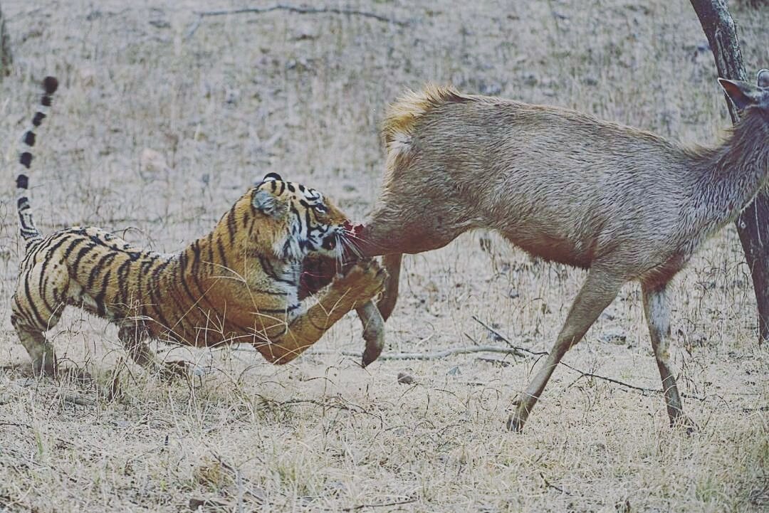 Tadoba jaungal Safari booking Anybody interested in watching Tadoba Andheri national park so plz call me09673798318