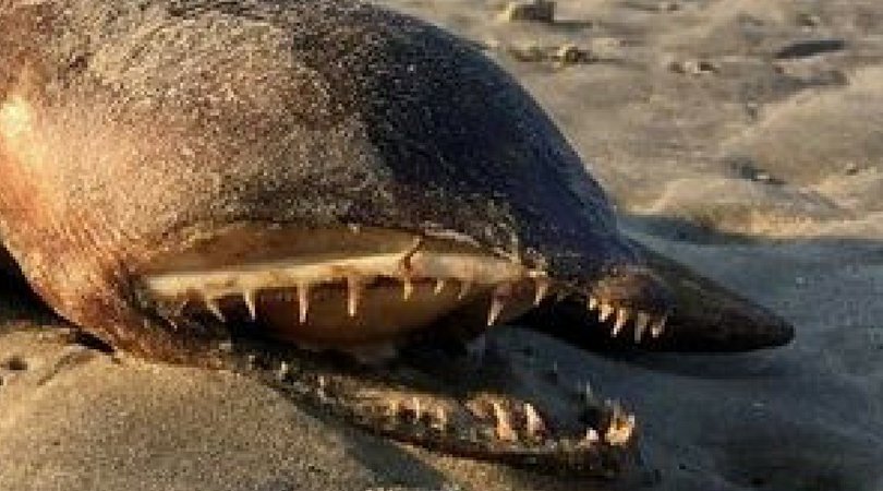 Daily Mirror on Twitter: 