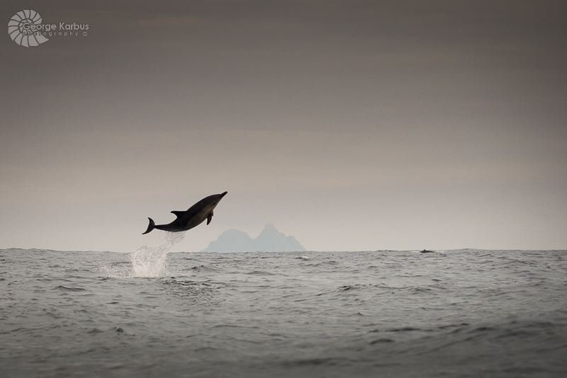 MetAlertIreland's tweet image. Dolphin leap off the Skelligs in County Kerry, Ireland! 
In the distance a Mink Whale makes an appearance.  
Photo: George Karbus