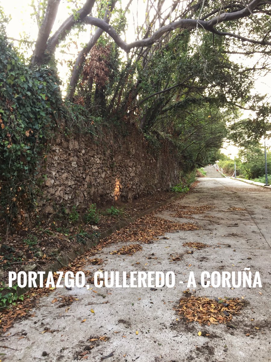 Ragusa51's tweet photo. Riesgo de caída de los árboles y el muro está inclinado, van a arreglar esto??? #Culleredo #Coruña @ConcCulleredo https://t.co/s2dpQ0zzMe