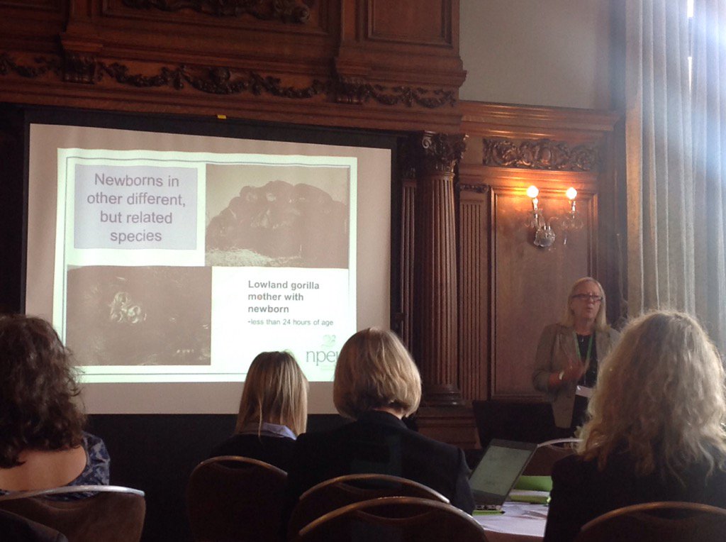 zoe_darwin's tweet photo. 'This is one of the first gorilla babies i worked with' - Maggie Redshaw @TheSRIP Lecturer #SRIP2017 . What a career. https://t.co/DiYqRagZuc