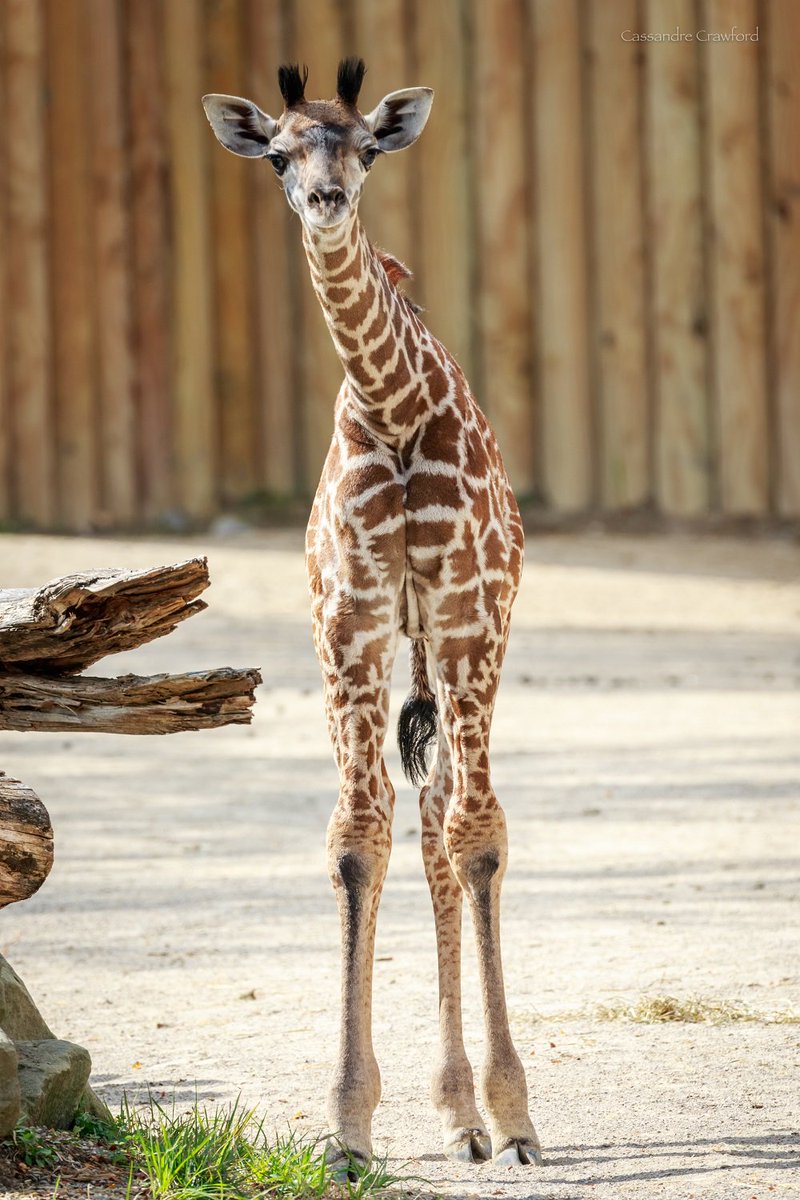 Cincinnati Zoo On Twitter Happy 1st Birthday Zoey She Now Weighs