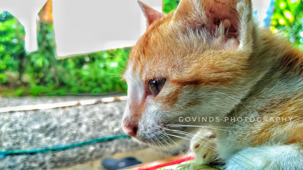 govindgopidas's tweet photo. #my #dear #cat #sweet #kitty https://t.co/39Gp19LQZa