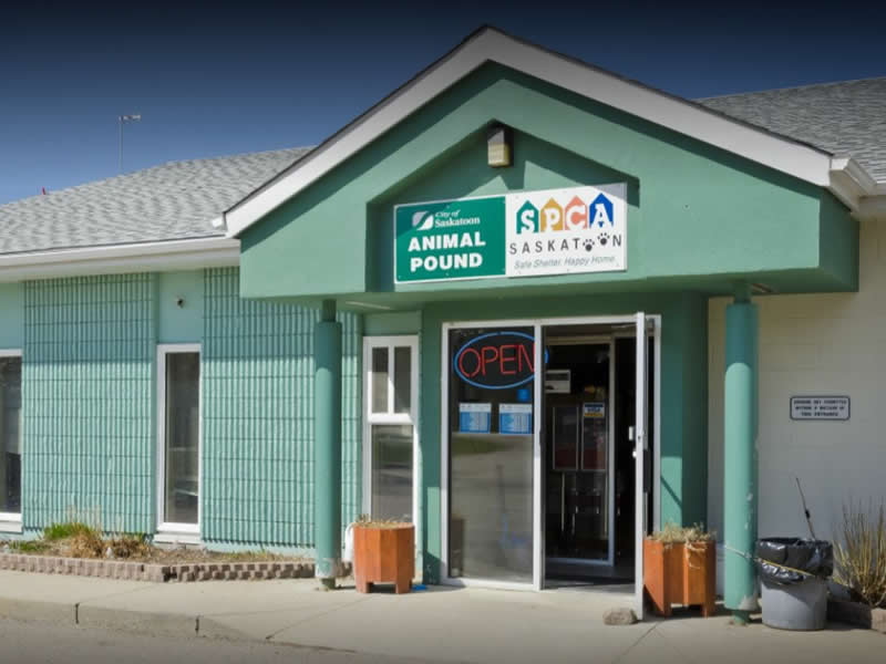 Saskatoon SPCA to Receive an Enourmous Food Donation dlvr.it/Pmn4Qh https://t.co/rgwae8M806