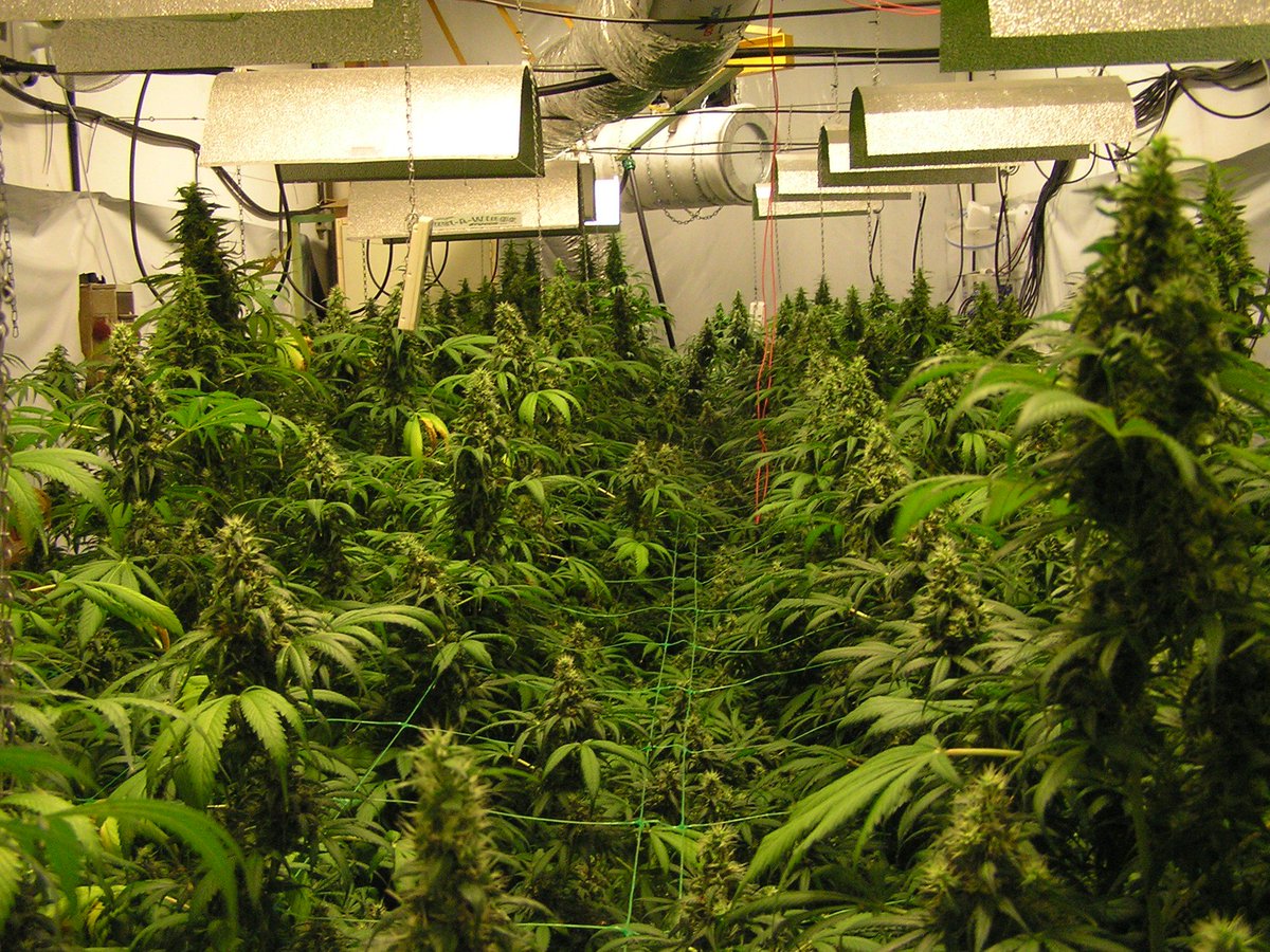 growing_organic's tweet photo. How do you set up your cannabis growing room??? Here's how https://t.co/qKc3qhReTt. #Cannabis #GrowingWeed #GrowingBud #Bud #Weed https://t.co/qowvsLHkoo