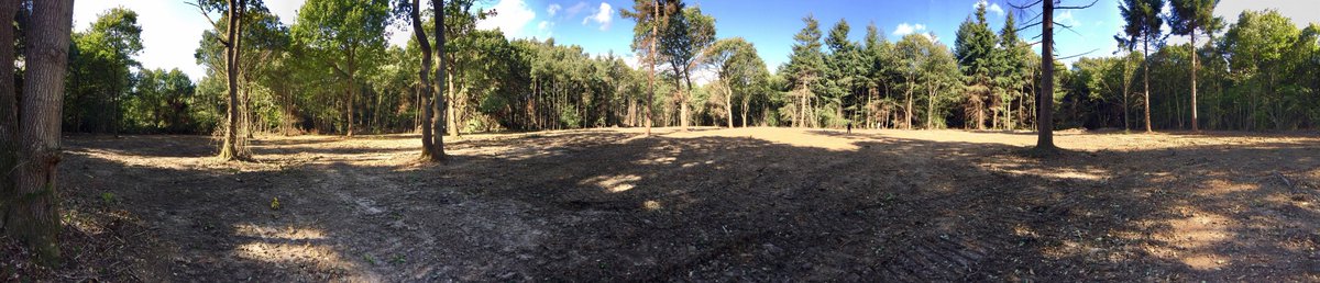 KentPoliceRural's tweet image. Assisting the local Council and Forestry Commission regarding the destruction of protected woodland #teamwork #multiagenyapproach #notrees