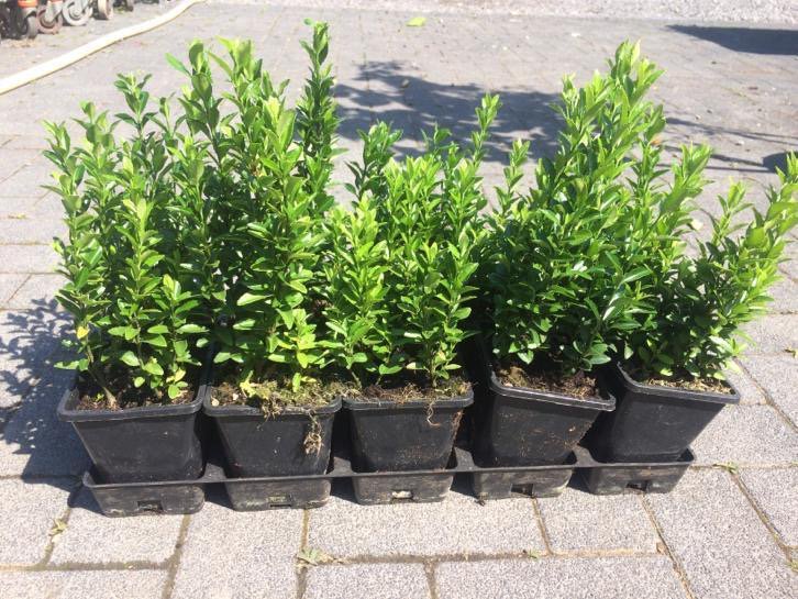 Japanse Hulst Voordelig , ilex crenata link.marktplaats.nl/m1203376434?ut…