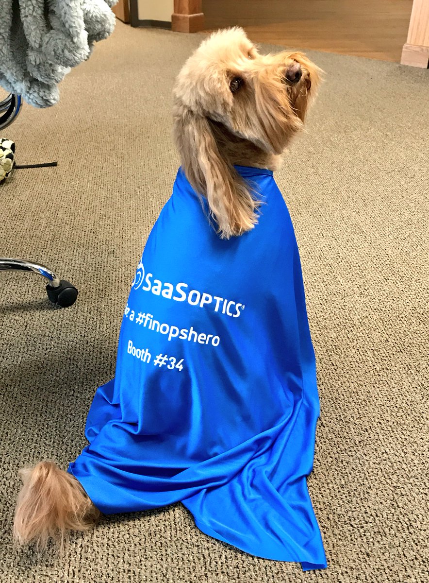 Surprise visit at the <a href="/saasoptics/">SaaSOptics</a> office today. Chewie, our #finops #doodle. Saving one #finance spreadsheet at a time