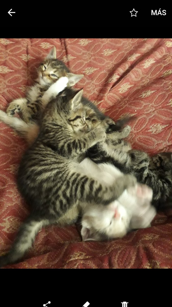 clubgaterogrupo's tweet photo. Se regalan 4 🐱de 2 meses,para un hogar que les de mucho amor estarán listos para adopción en 2 a 3 semanas más, Roberto Celular 84471417 RT! https://t.co/6I4OUOUOgx