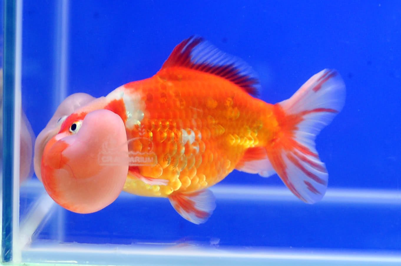 Aquarium Talks on X: Bubble eye #Goldfish are safer in barebottom