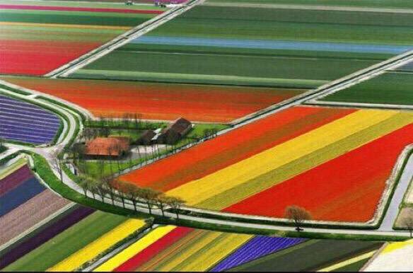 NorasNomadLife's tweet image. I want to see the tulip fields of the Netherlands someday