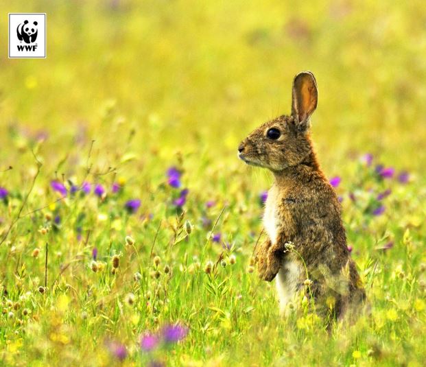 Gracias a <a href="/WWFespana/">WWF España 🐼</a> y a la <a href="/FBiodiversidad/">Fundación Biodiversidad</a> por su lucha en recuperar la población del conejo del monte #SOSconejo goo.gl/WoIxSL