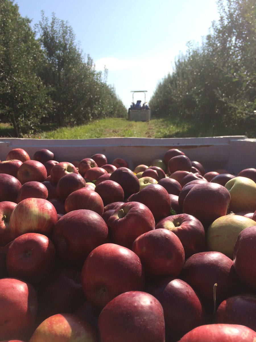 Picking Jonathan today! Picked Crimson Crisp yesterday... its that busy time of year! #PAapples #Buylocal