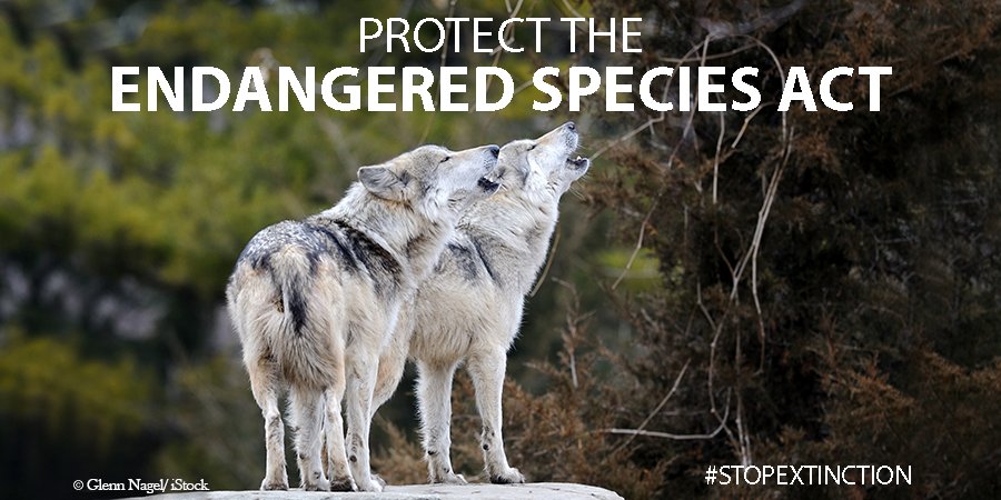 Defenders's tweet image. Happening Now: House Committee considering five bills that aim to weaken the #EndangeredSpeciesAct. RT to tell them to #StopExtinction!
