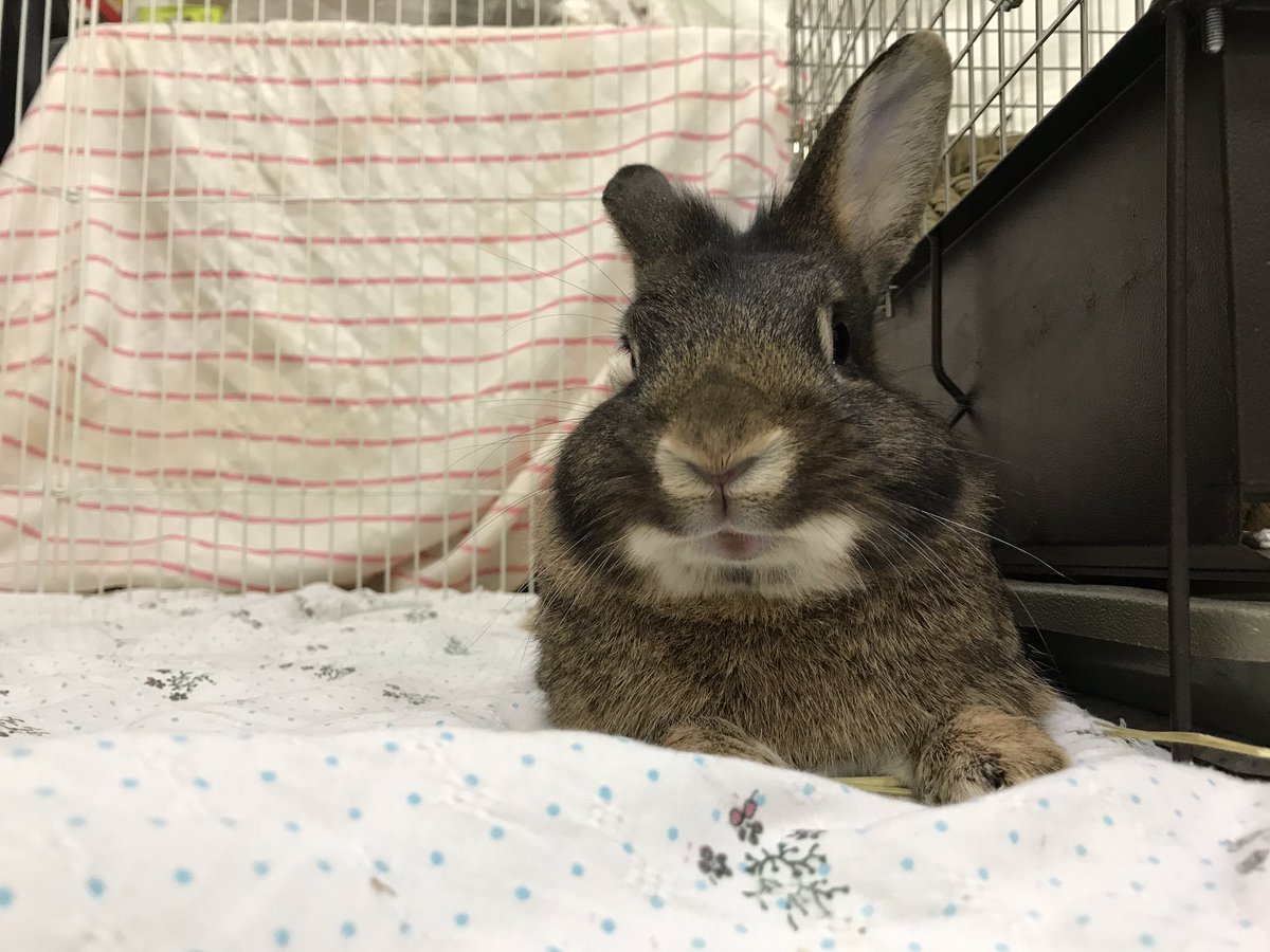 うさぎ飼いたい