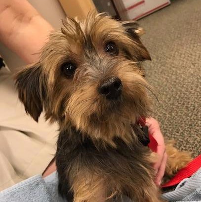 It's Puppy Therapy Wednesday at the <a href="/MeyerCenter/">Meyer Center</a> and this is Rufus. We heart <a href="/GvilleHumane/">Greenville Humane</a> for introducing us to so many special friends!