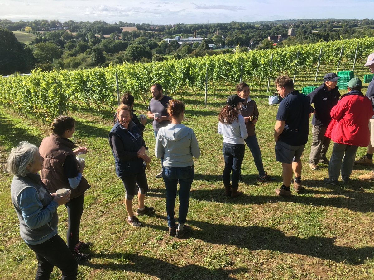 Chartham Vineyard (@charthamvy) on Twitter photo Pickers take a break from #Bacchus harvest. Come for free tasting of 2016 vintage <a href="/FarmShop/">Farm Shop</a>, open Saturdays 10.30 to 5.30 in farmyard. Pickers take a break from #Bacchus harvest. Come for free tasting of 2016 vintage <a href="/FarmShop/">Farm Shop</a>, open Saturdays 10.30 to 5.30 in farmyard.