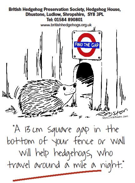 hedgehogsociety's tweet image. Please R/T :-)