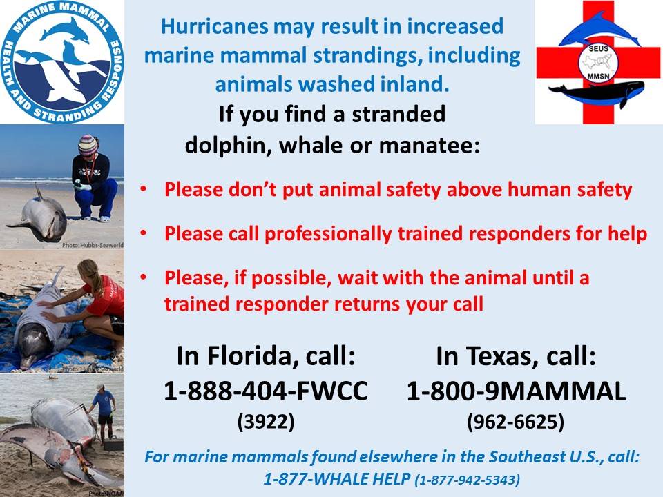 savethemanatee's tweet photo. Report all stranded, displaced and sick #manatees in FL to FWC at 1-888-404-3922 and to local stranding networks outside of FL! https://t.co/TUUbRBNpVK