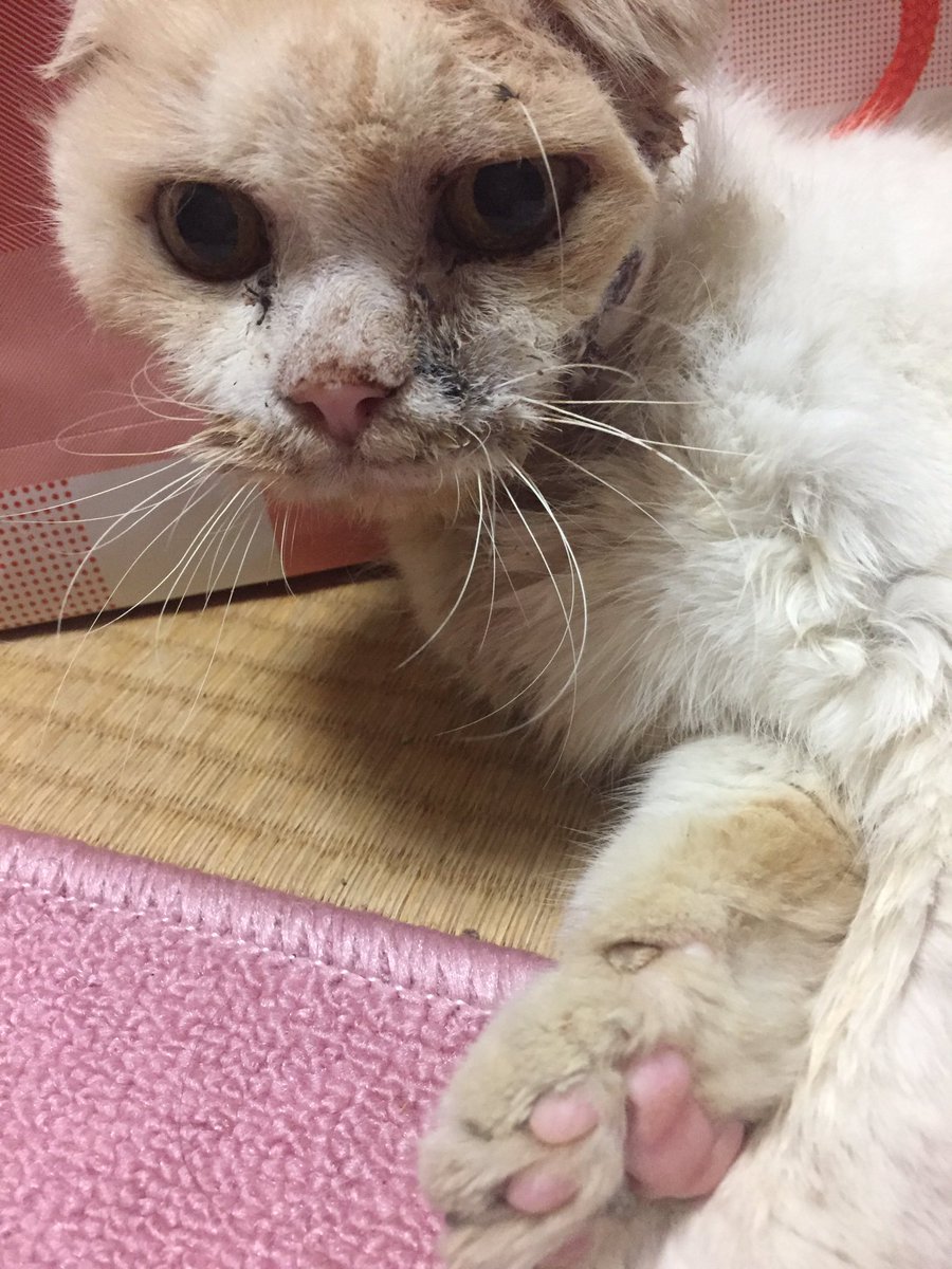 Mayu ニャン子の里親募集中 報告 迷子猫 拡散希望 堺市 スコティッシュ 堺市南区赤坂台にて怪我をしヨタヨタしたスコティッシュを保護した件 怪我は膿んでお腹に腫瘍ありの子 膿は取れてスッキリ顔になりました 傷はまだ塞がってませんが少しマシ