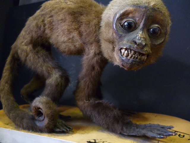 Grant Museum of Zoology on Twitter: "@MuseumHack @ObviouslyEmmy Scary monkey  is pretty special https://t.co/3A8dmNE5zn" / Twitter