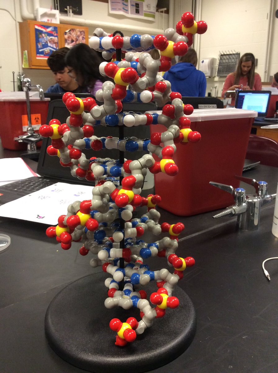 Biomed students building DNA models in class today! 🔬#frederickCTC #FCPSCTE