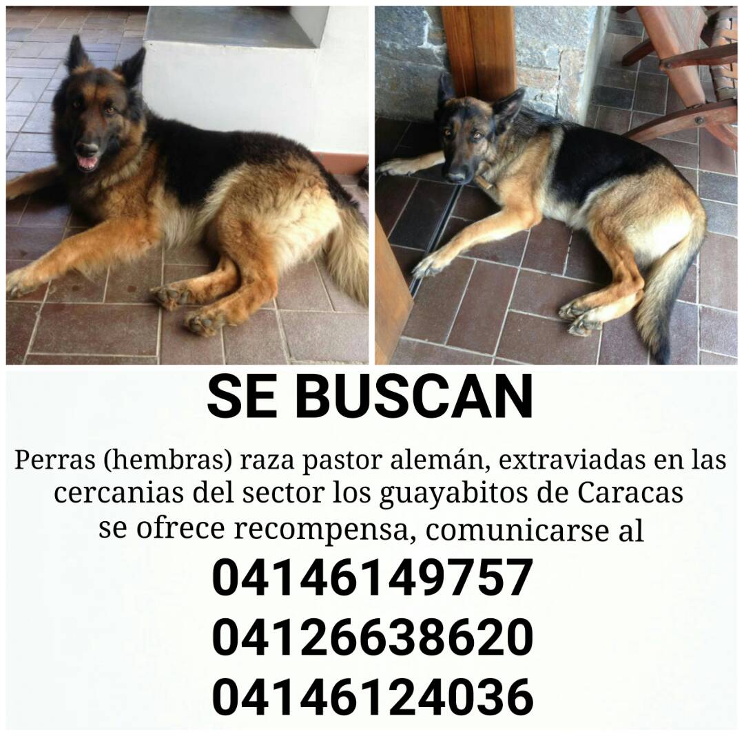 adoptaupa's tweet photo. Se Buscan 2 Perritas, pastoras alemanas. Son madre e hija y se mantienen juntas todo el tiempo. Favor contactar a los números de la foto. https://t.co/mgfRuYsTzT