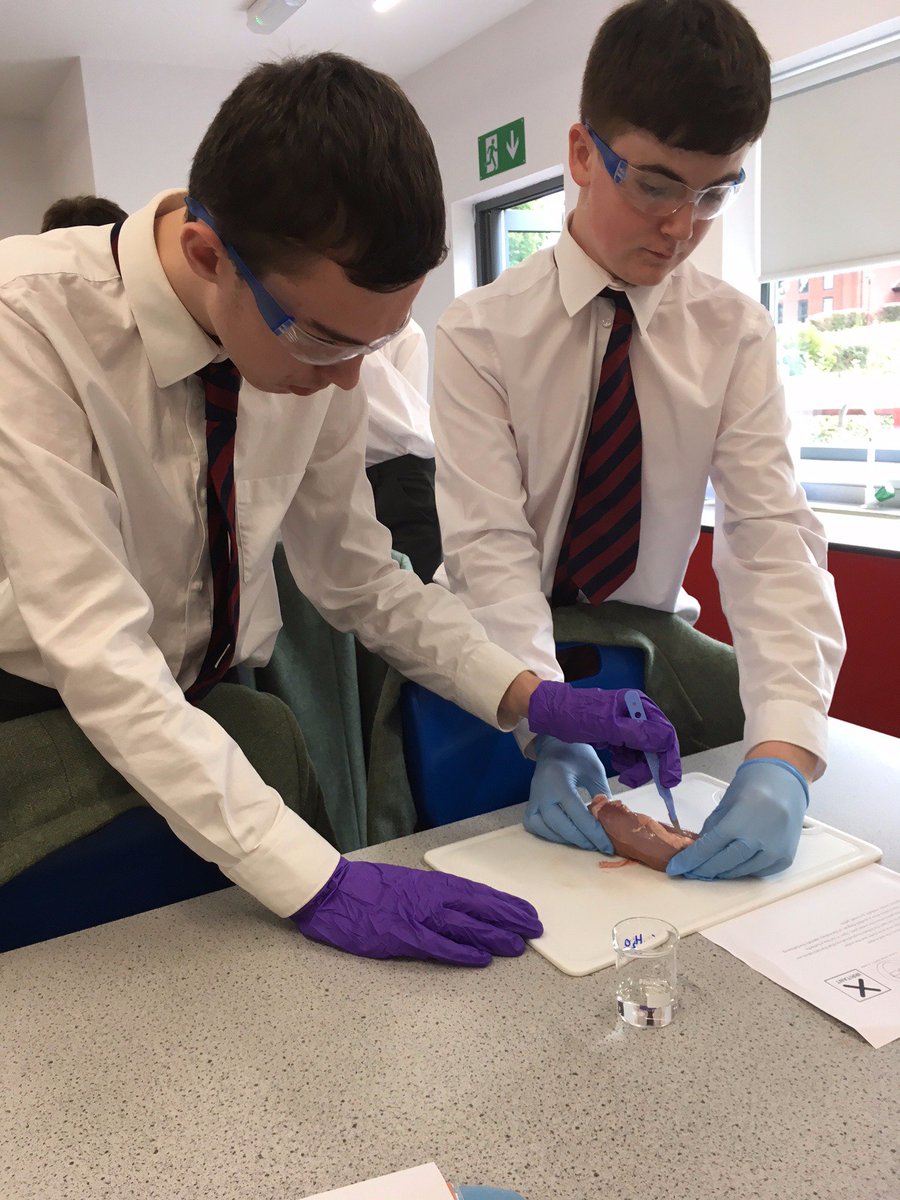 OswestryScience's tweet photo. 5th form triple getting to grips with the kidney. Steak and kidney pie, anyone? 😋 https://t.co/Gu6nNCHnWB