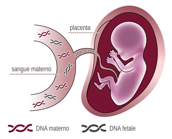 Genetics2000's tweet image. SCREENING PRENATALE NON INVASIVO SU SANGUE MATERNO Per informazioni: genetics2000.it