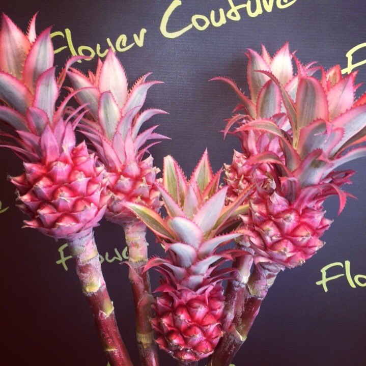 Flower_Couture's tweet photo. We โค๏ธa pineapple ๐ WOW in a vase! #pineapple #flowercouture #bingley #bingleyflorist #flowersmakeyouhappy #pineapplechic ๐ https://t.co/AlXEBaeeb6