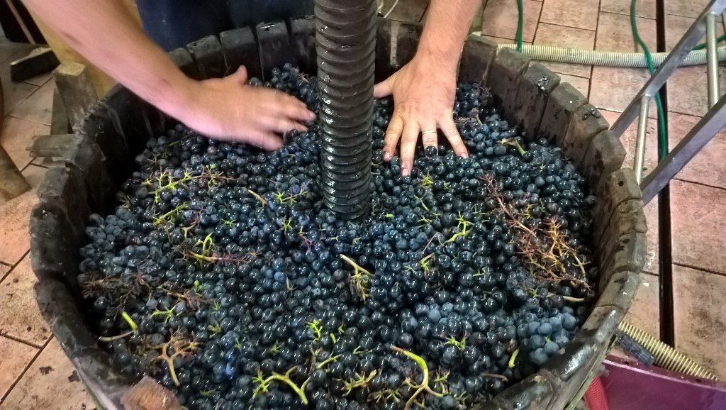 #Vendemmia2016 #ovada