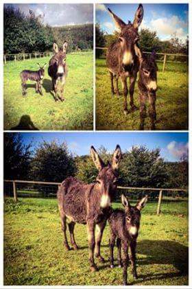 Clerkenhill's tweet photo. Meet Sugar's beautiful foal born this morning. We are very excited and proud of her ♡ #foal #farmpark #farminglife  #pembrokeshiretourism https://t.co/5WQskjPCsf