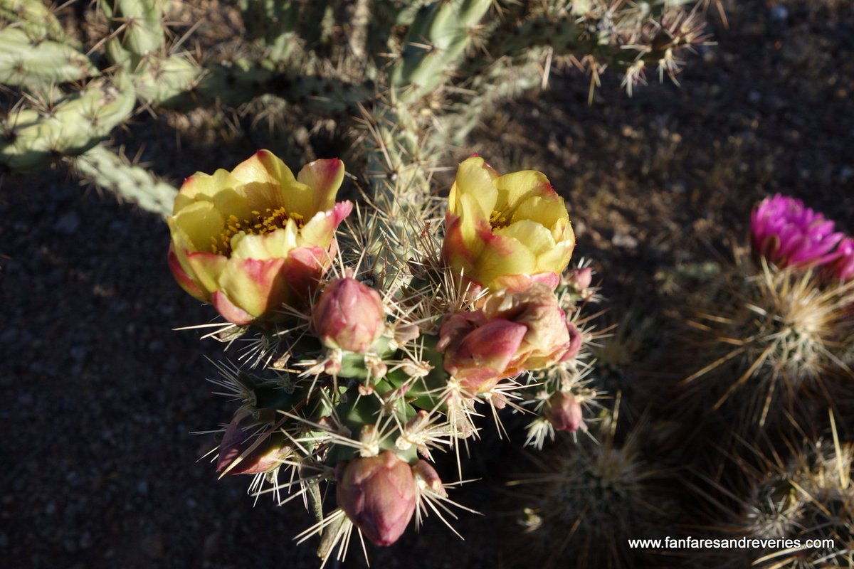 Mesa_Artist's tweet photo. "Let the wilderness and the parched land be glad, let the desert rejoice and burst into flower."  Isaiah 35:1 #DesertFlowers #DesertSplendor https://t.co/6JRTmLXfYC