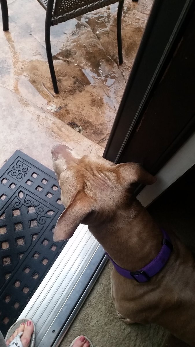 pit_trinity's tweet image. Don't want to go out,  it's raining!!