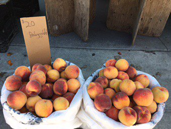 Proud owner of half bushel of @RomagnoliFarms Babygolds. Cancelling all my evening plans. 🍑 🍑 🍑