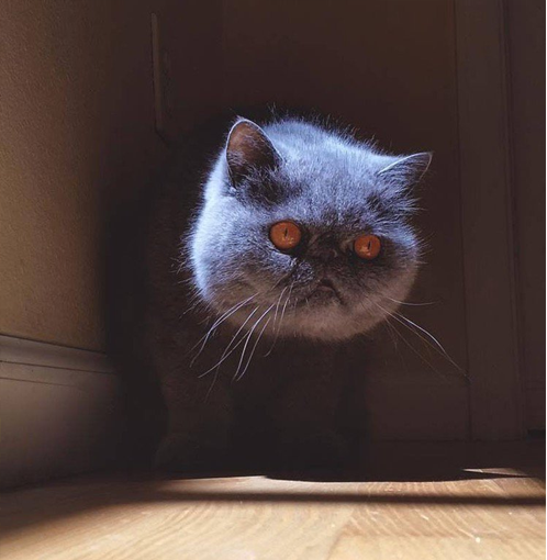 wuzidan's tweet photo. I painted nargacuga with this cat as the base https://t.co/0lZsq17V5M