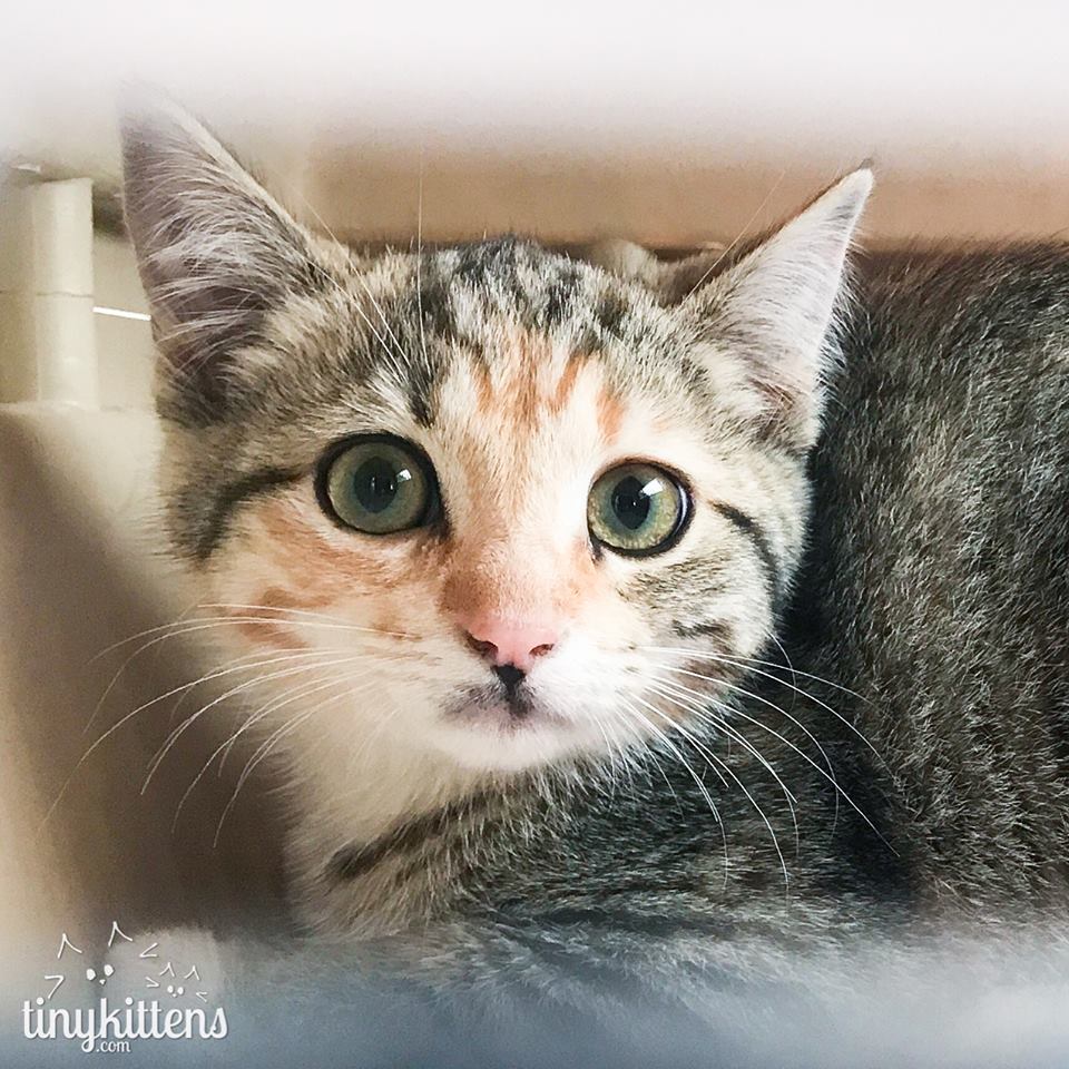 Sweet Pele was evacuated from the #BCWildfires. She is now ready for a home of her own! She is 4-5 months. Go to--TinyKittens.com/adopt.