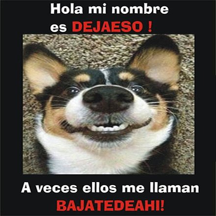 razasyperros's tweet photo. Y tu perritoooo... ¿cómo se llama? 😂😂 #perros #razasyperros #perritos https://t.co/amx1Ol5EwO