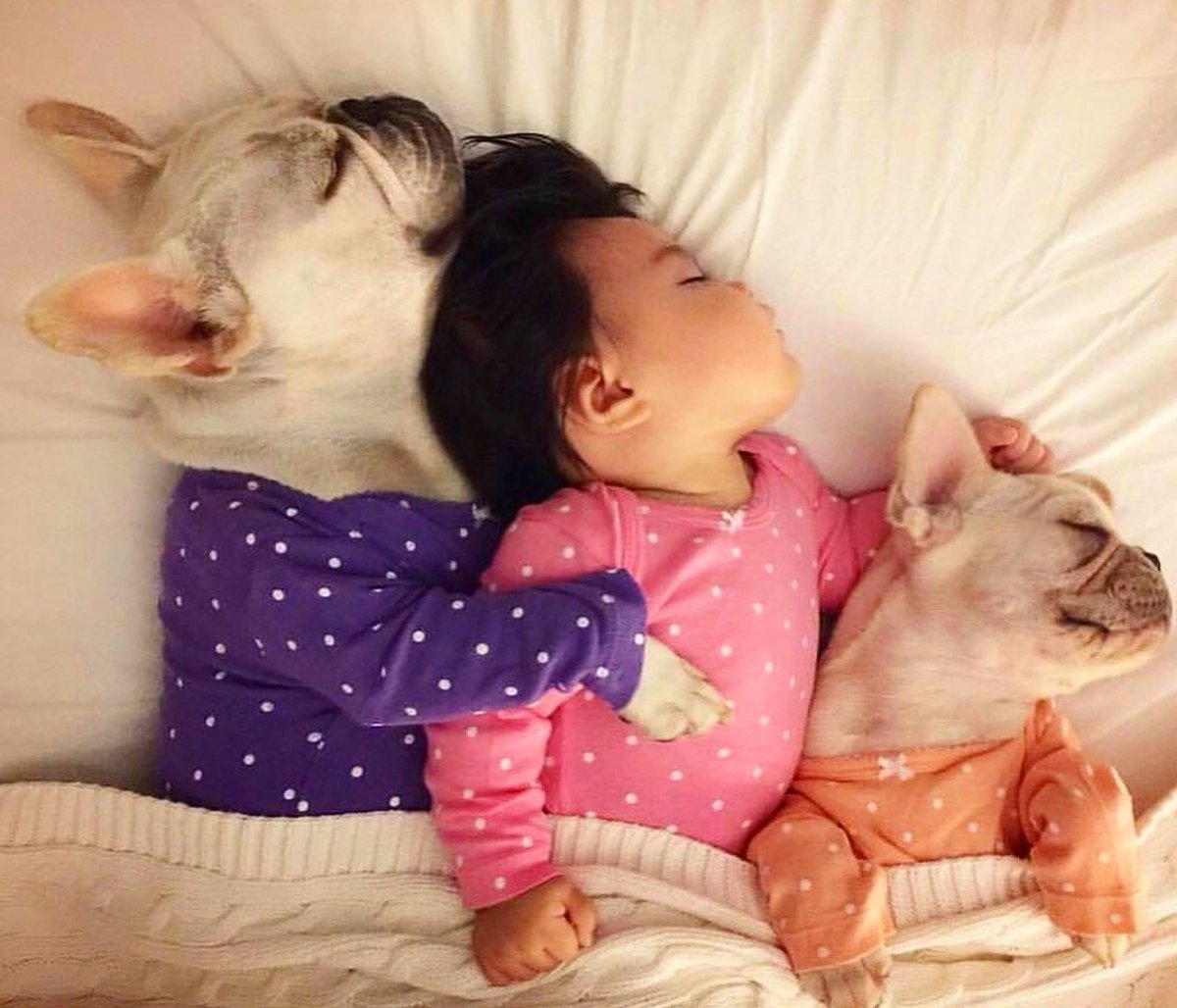 Lishinu's tweet photo. IT'S TIME FOR US TO SAY GOOD NIGHT...
 ❤🐾
#dogs #dogsoftwitter #doglovers #love #puppy #frenchbulldog #Dog #puppylove #dogsofinstagram https://t.co/dDY6aIJ43E